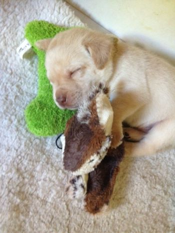 mr yellow dreaming of bones and bunnies
