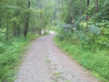 Section of our looooong driveway up to the cabin
