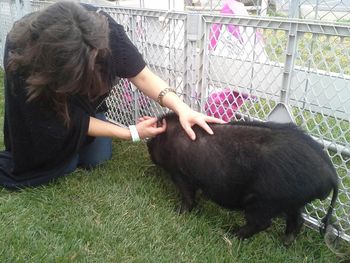I love pigs!
