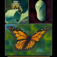 Metamorphosis Collage