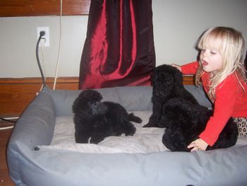 Mickie and Hallie's Puppies at 8 weeks
