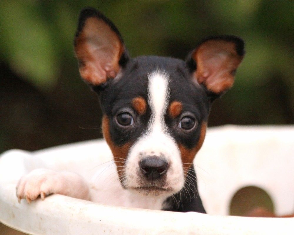 Seegmiller Standard Rat Terriers Puppies For Sale