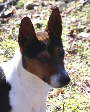 Seegmiller Standard Rat Terriers - Contact Us