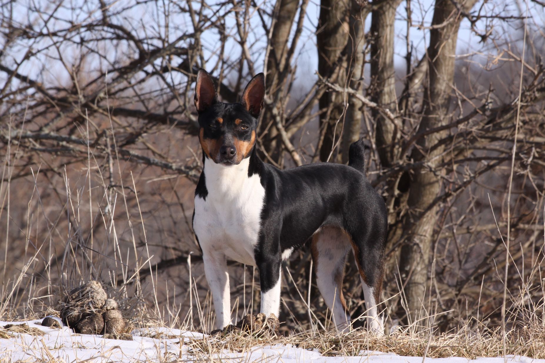 large rat terrier