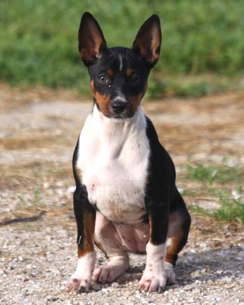 Seegmiller Standard Rat Terriers - Female Rat Terriers