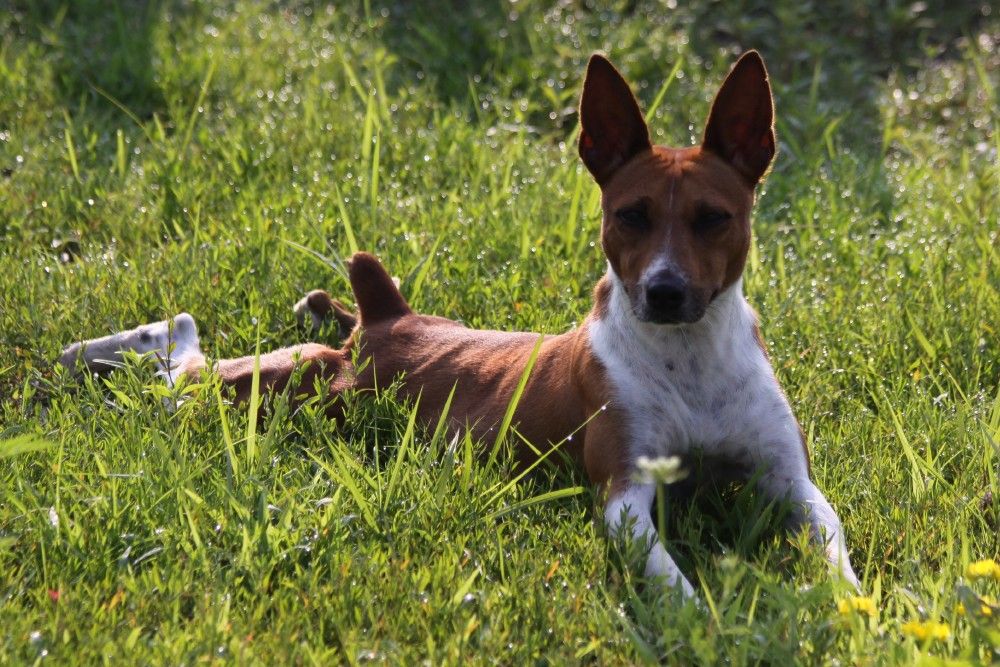 Seegmiller Standard Rat Terriers - Female Rat Terriers