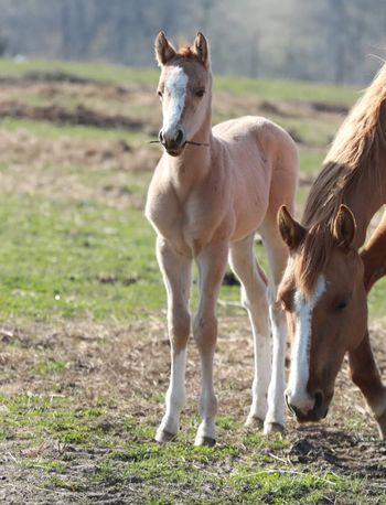 AQHA mare and foal
