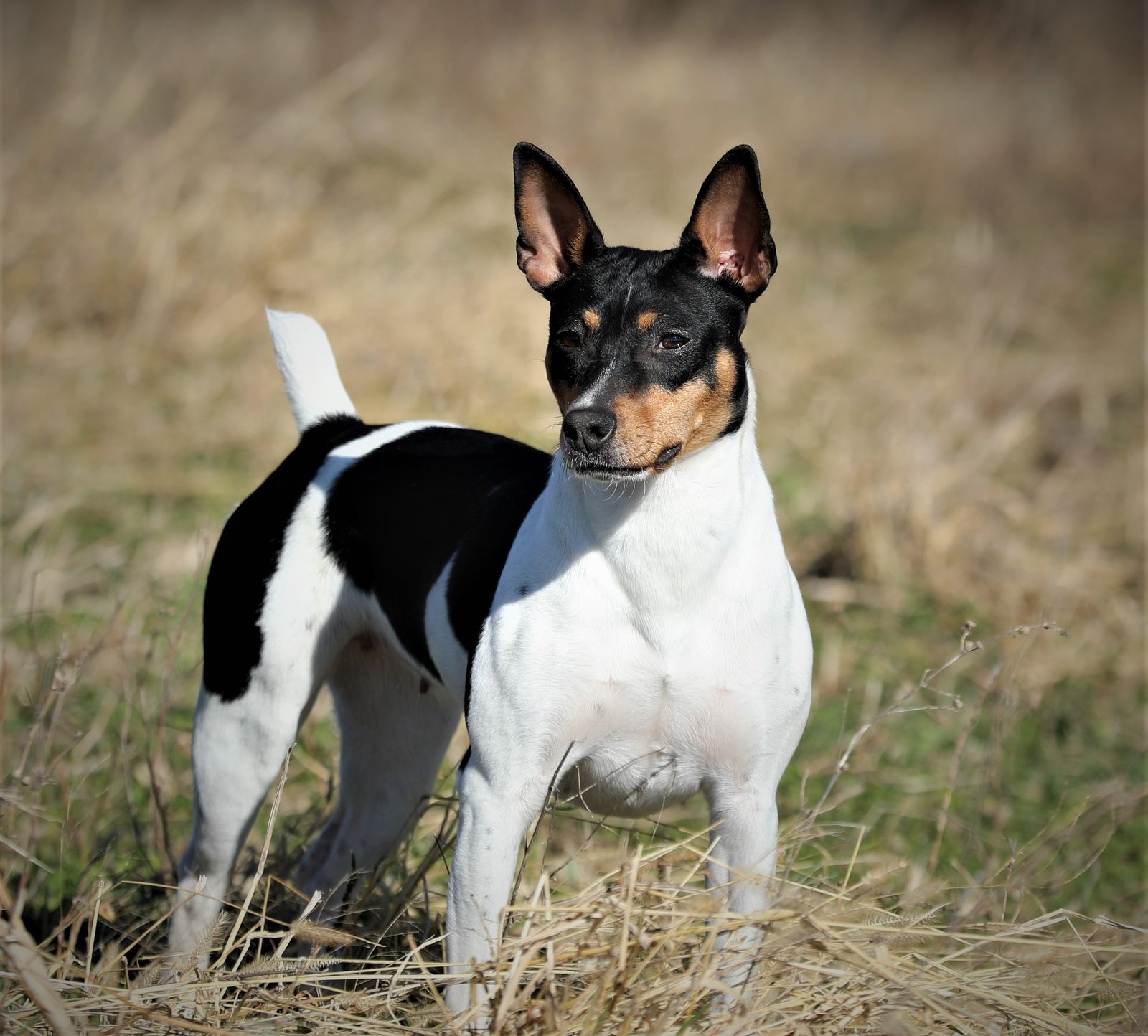 Seegmiller Standard Rat Terriers - Female Rat Terriers