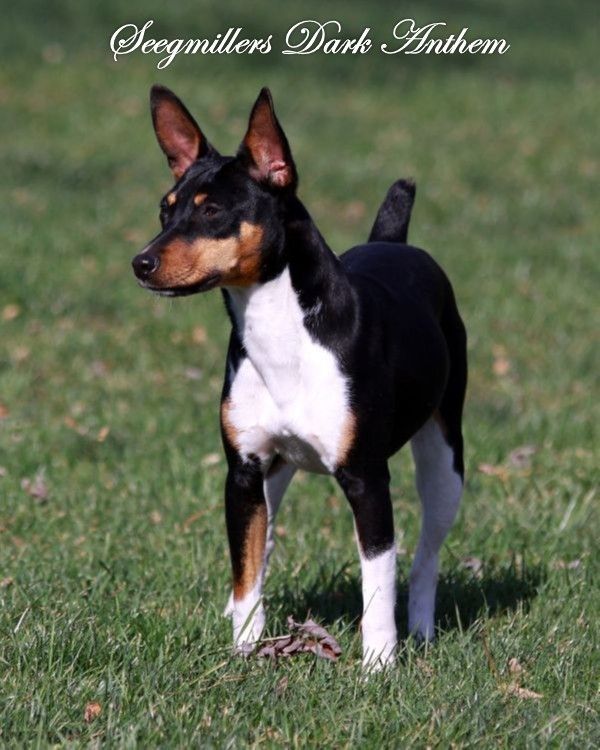 Seegmiller Standard Rat Terriers - Female Rat Terriers