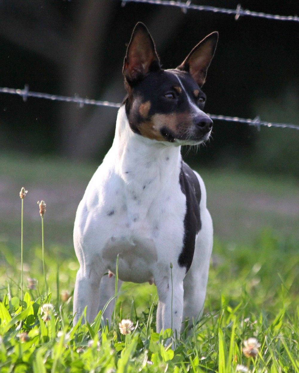 Seegmiller Standard Rat Terriers - Female Rat Terriers