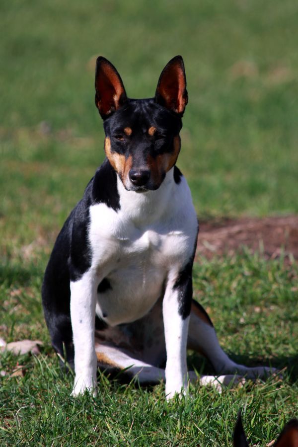 Seegmiller Standard Rat Terriers Female Rat Terriers