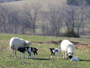 Ewe & Lambs
