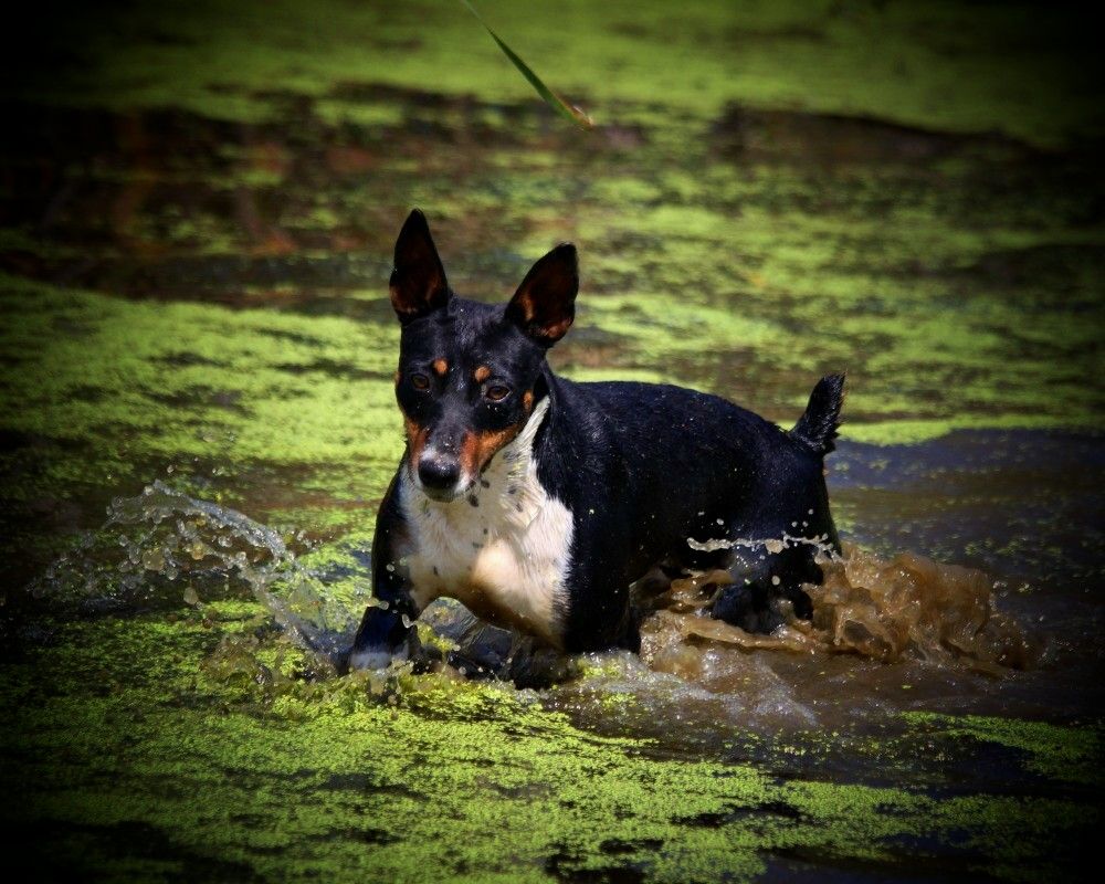 Seegmiller Standard Rat Terriers Male Rat Terriers