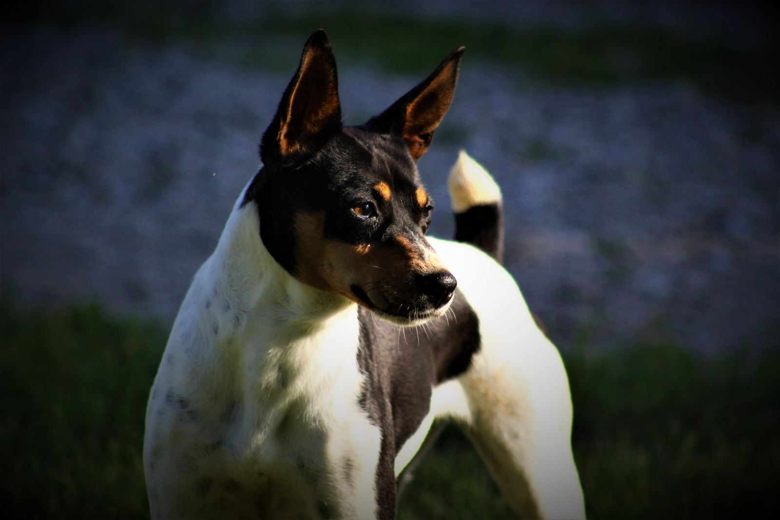 Seegmiller Standard Rat Terriers - Female Rat Terriers