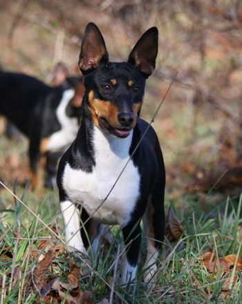 Seegmiller Standard Rat Terriers - Contact Us