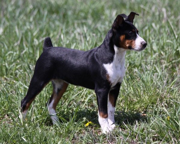 Seegmiller Standard Rat Terriers - Contact Us