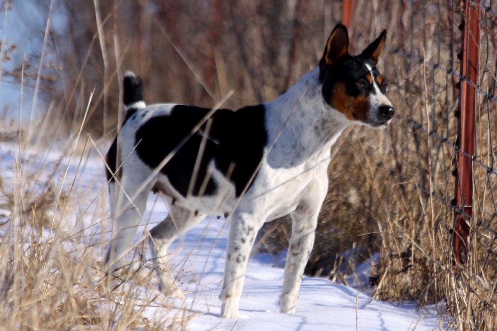 Seegmiller Standard Rat Terriers Female Rat Terriers