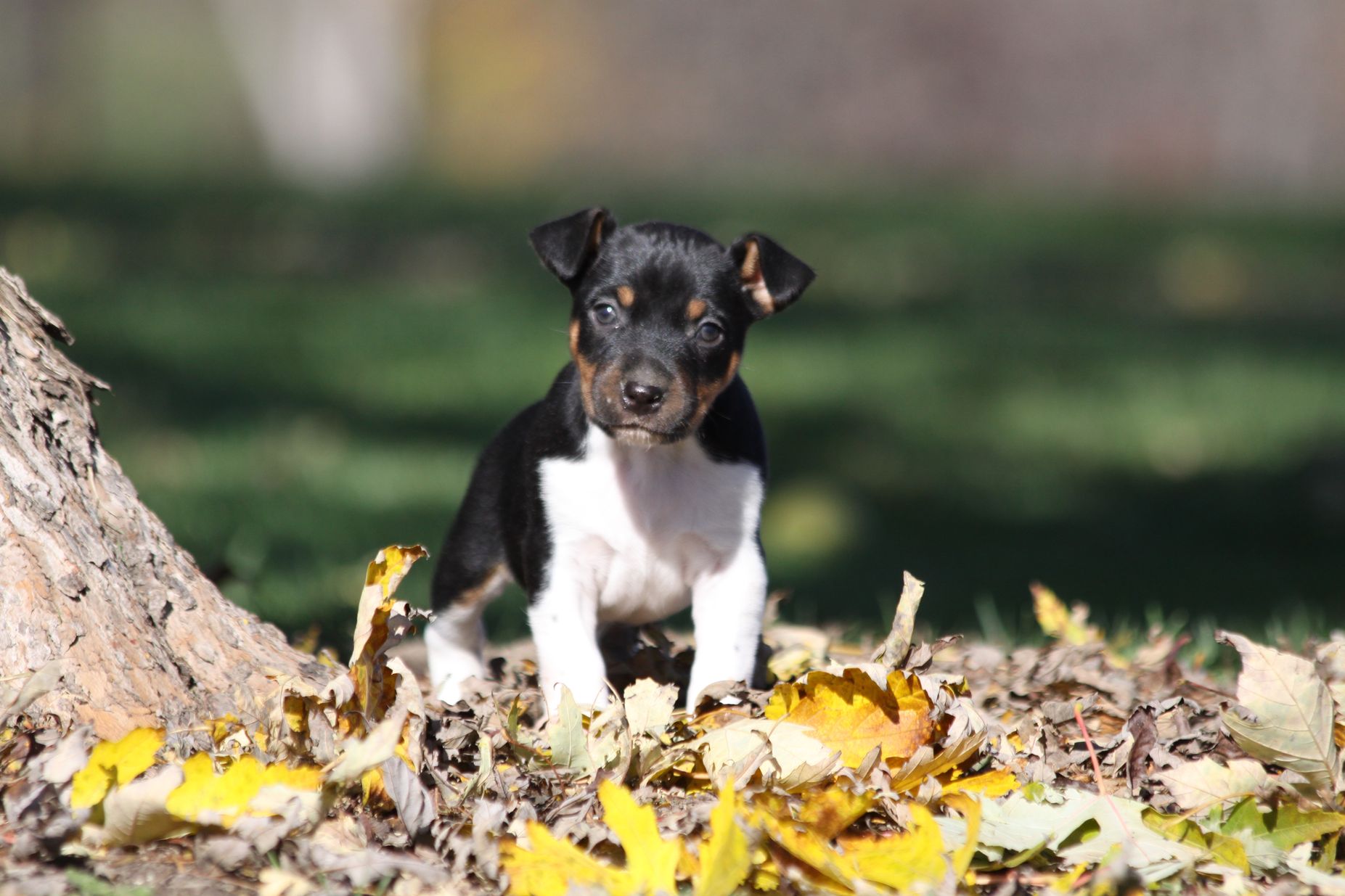 Seegmiller Standard Rat Terriers - Our Favorite Links