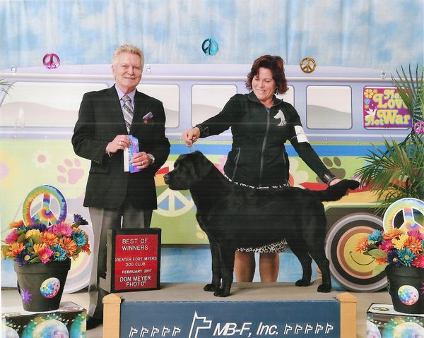 Breez-E took her second WB/BOW in Lakeland Florida @ The Greater Fort Meyers Dog Club Shows. February 20,2017. Handled by Jennifer Bell under judge  Mr. Douglas Gaudin.