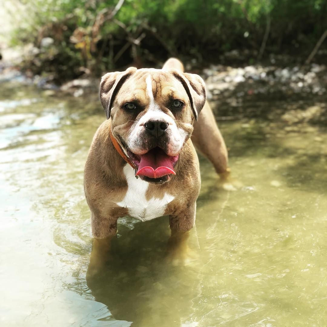 blue fawn olde english bulldogge