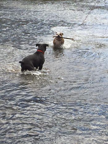 Fun in the water!
