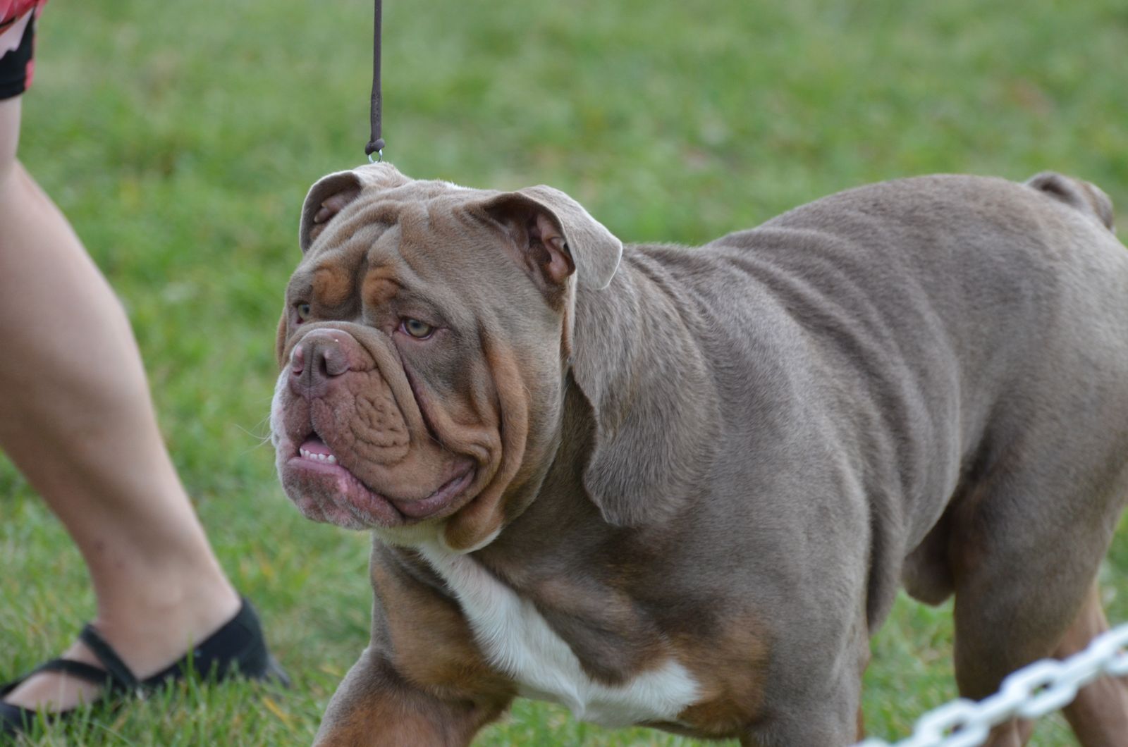 All Star Bulldogges - Hansel - Stud Dog