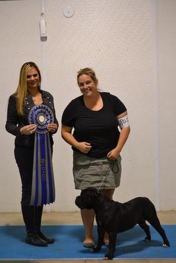 Ting - 10 Months - Molosser Club of Canada - Reserve Best Puppy in Show
