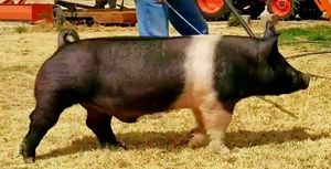This is the most structurally correct, pure-bred Hampshire boar I have see in a long time. He possesses the tremendous length and levelness of hip that is uncommon in today's Hamp breed. Combine that with his flexibility of skeleton, correctness of angles, and a powerful yet attractive package and you get something that is near impossible to find in the breed today.
Introducing our newest addition, "Anomaly"!

(Barn Talk × Carry On)
Limited semen sales available
$150/dose