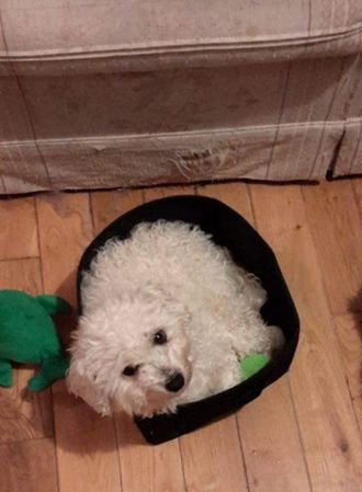 toybox bichon frise