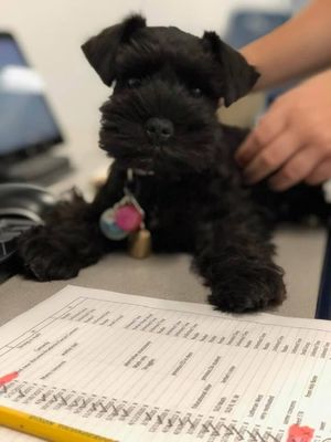 This black pup is getting her health check from her Vet. Isn't she adorable? If you want a puppy like her get on our waiting list, by contacting us.