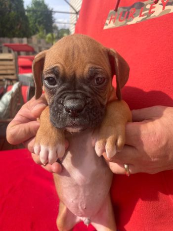 Not Available Charlie Puppy 8 Boy- Fawn Classic

