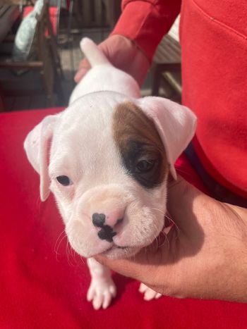 Puppy 4 White with fawn patch left eye
