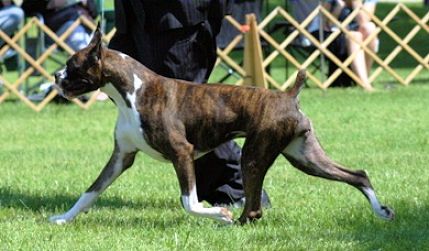 Our First Dual Homebred  Champion....
Am. & Can. Grand Ch. KG N HaltonHill Rendezvous
BY:
Am/Can Grand Ch, Can GCH KG Halcyon Fire King SOM ex Ch Berlane's Jaden of Haltonhill