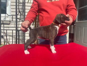 Not available Puppy 3 Girl  Flashy Brindle
