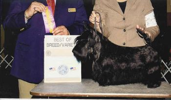 Velma is awarded Best of Breed at the Sawmill Show in White Plains, New York. Gail remembers traveling through a horrible snow storm that weekend to get to the show. Thank you Judge John Wade!
