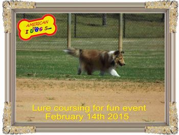 Lure Coursing
