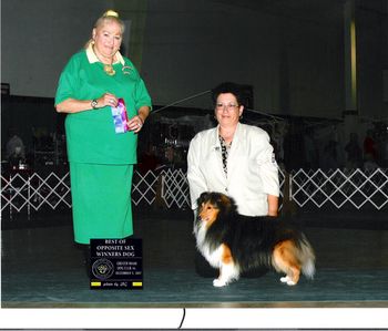 On Sunday, December 9, 2007, Judge D. Canino awarded Kodybear Winners Dog and Best of Winners at the Greater Miami Dog Show
