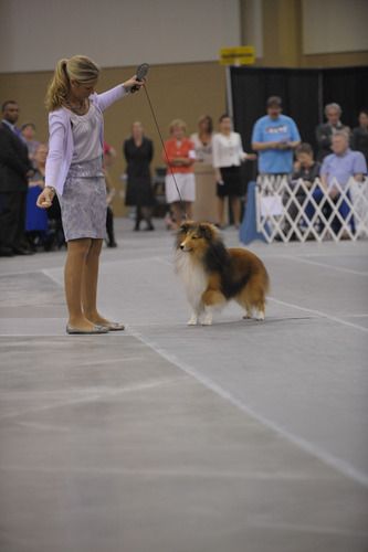 Jessica and Tech 2012 ASSA National_Reserve Winners Dog.
