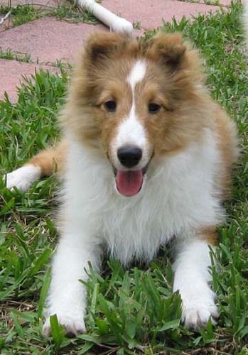 Abbey is 4.5 months old and is a lovely girl even in the Sheltie "uglies."
