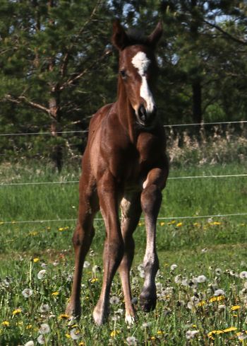 6 day old TB Colt by Magoo's Magic
