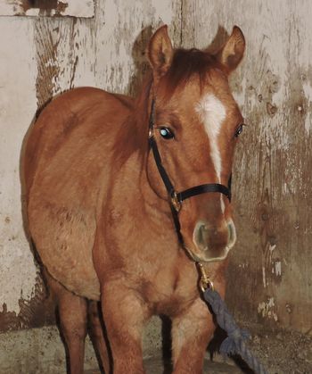 Weanling Colt by Lil Lena High Brow
