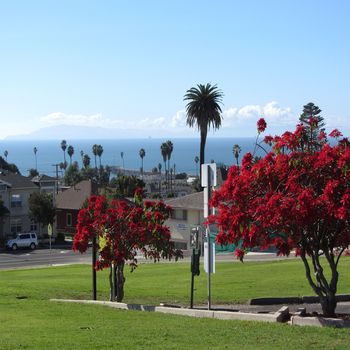 A picnic view from Cemetery Park past poinsettias looking toward the Ventura pier and the beautiful Pacific Ocean.
