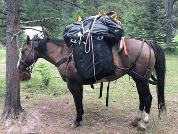 Pack horses getting ready to take all of our  ' stuff ' back to the trail head.
