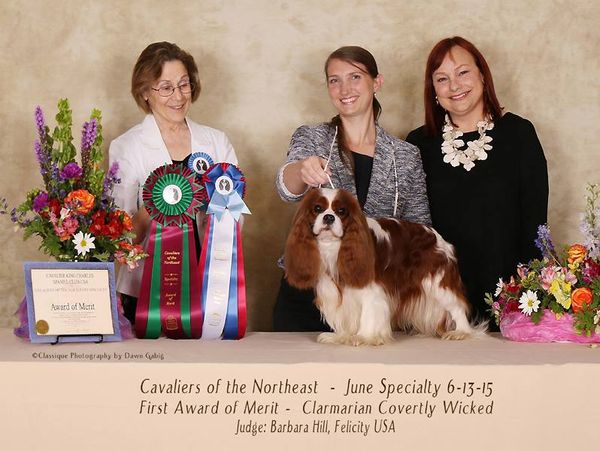 Dexter wins First Award of Merit at
Cavaliers of the Northeast Specialty Show,
shown to perfection by Pamela Gogol, his co-owner.
Thank you judge Barbara Hill