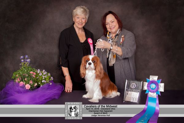 Kyrie wins an Award of Merit at the Cavaliers of the Midwest Show in Cleveland, Ohio. Huge thank you to respected judge Veronica Hull of Telvara Cavaliers.