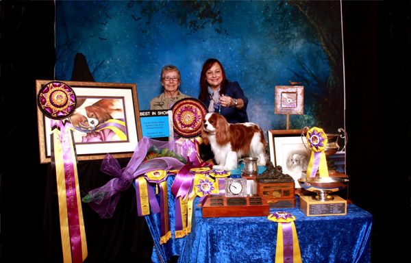                     A Dream Come True
         CH Clarmarian Kiss and Cry "Higgins"
     BISS 2014 CKCSC USA National Specialty 
Thank you judge Annette Jones of Timsar    Cavaliers for this prestigious win!!