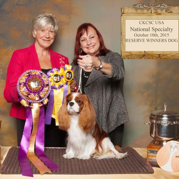 DC Wins Reserve Winners Dog, for a major win, at the 2015 CKCSC USA National Specialty Show. Thank you, Judge Veronica Hull. 
"Clarmarian Classic By Design (Young-May) I loved the make and shape of this glamorous male. He cuts a striking picture both on the stand and when moving. His head is both correct, and appealing, with lovely eyes and good pigment. His balance is what the Breed Standard asks for, with just the right amount of leg to length of back ratio, and he uses his well angulated front and rear to great advantage when on the move, and carries his tail correctly at all times. Shown in fabulous coat and condition this fully mature Cavalier was Reserve Winners Dog, Best Bred By Exhibiter Dog."
Veronica Hull's critique of DC at Nationals