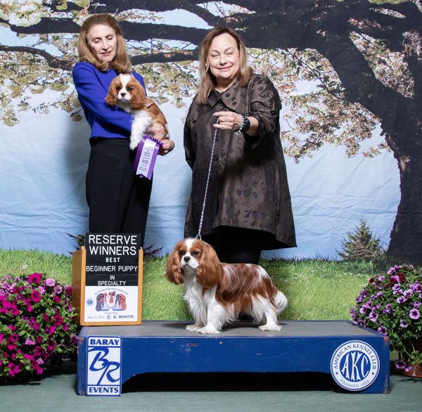 Heathcliff at his first Cavalier Specialty show