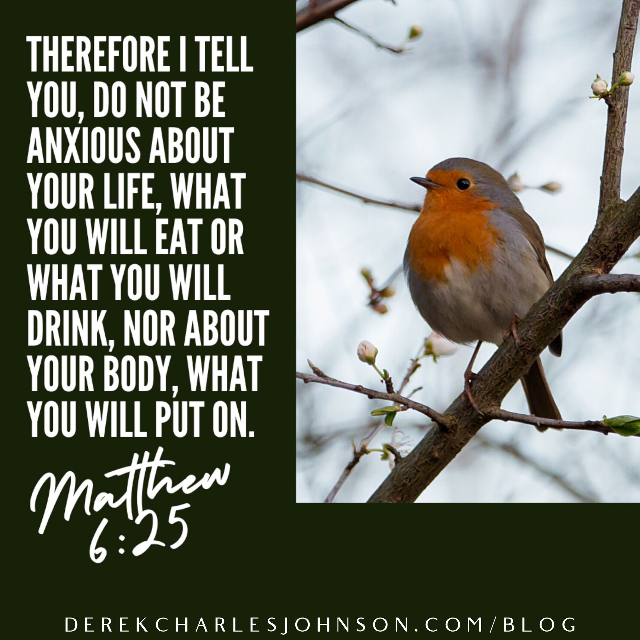 his-eye-is-on-the-sparrow-matthew-6-25-27-my-favorite-verses