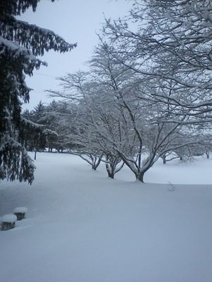 It's "wild 'n wonderful" West Virginia in the January snow! 